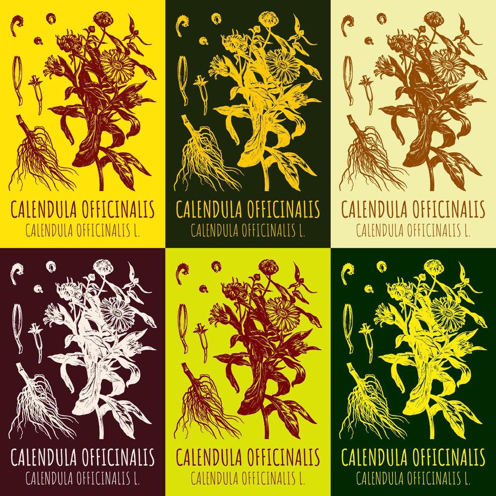 conjunto de desenhos vetoriais de calêndula em cores diferentes. ilustração desenhada à mão. nome latino calendula officinalis l. vetor