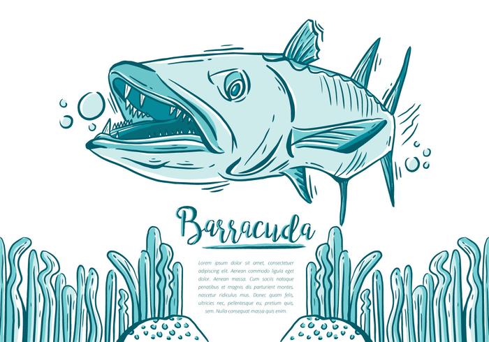 Barracuda Fish gratuito vetor