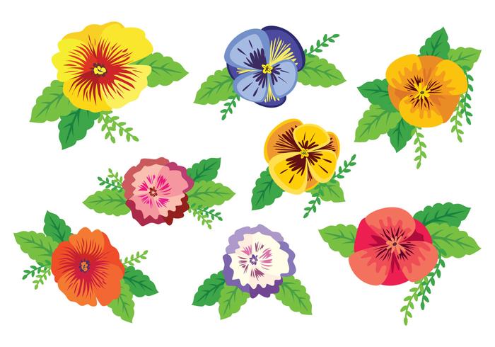 Vector de Pansy colorido grátis