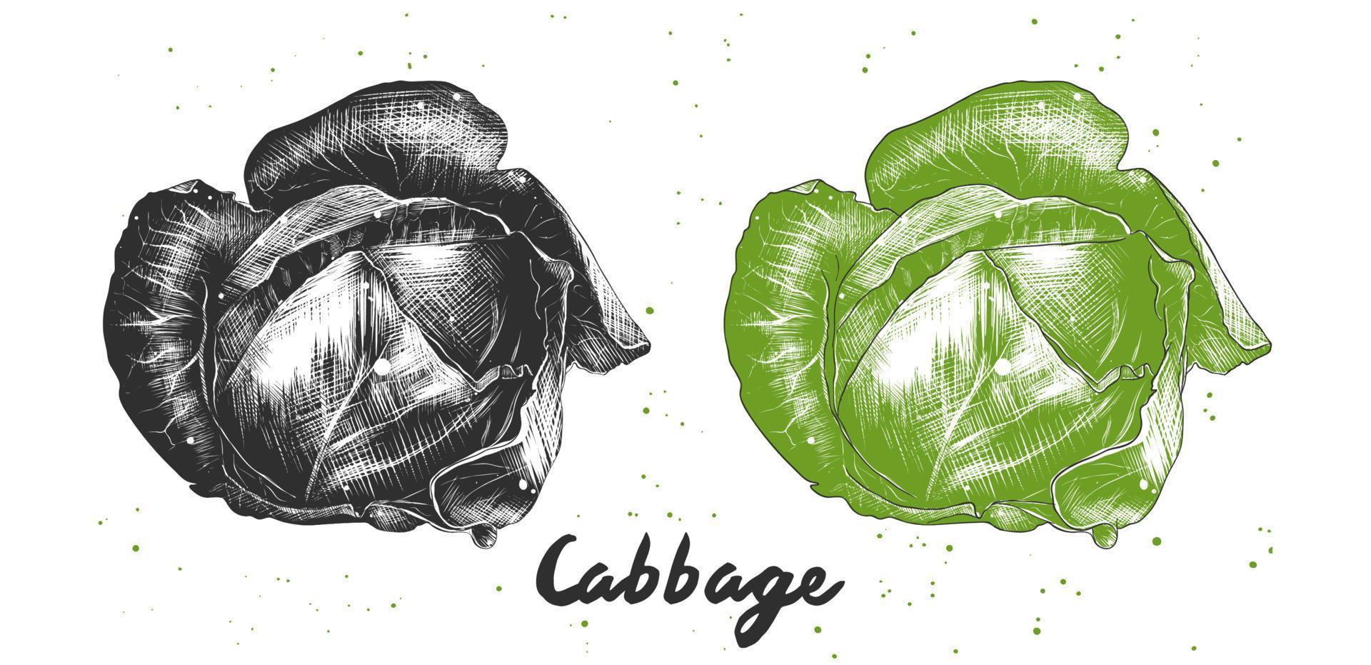 ilustração de estilo gravado em vetor para cartazes, decoração e impressão. esboço desenhado à mão de repolho em monocromático e colorido. desenho detalhado de comida vegetariana.