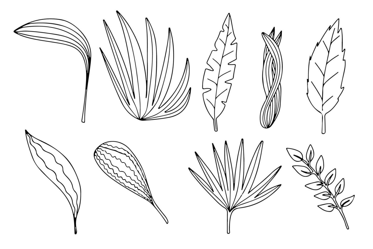 diferentes tipos de folhas isoladas no fundo branco. vetor folha de palmeira, monstera e outras ilustrações de plantas.