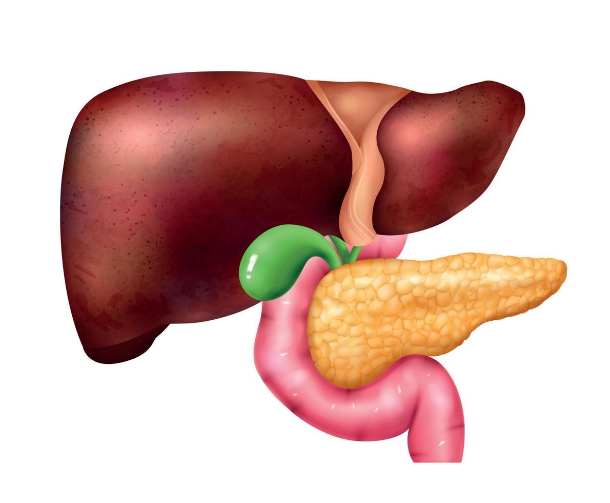 composição do pâncreas e fígado vetor
