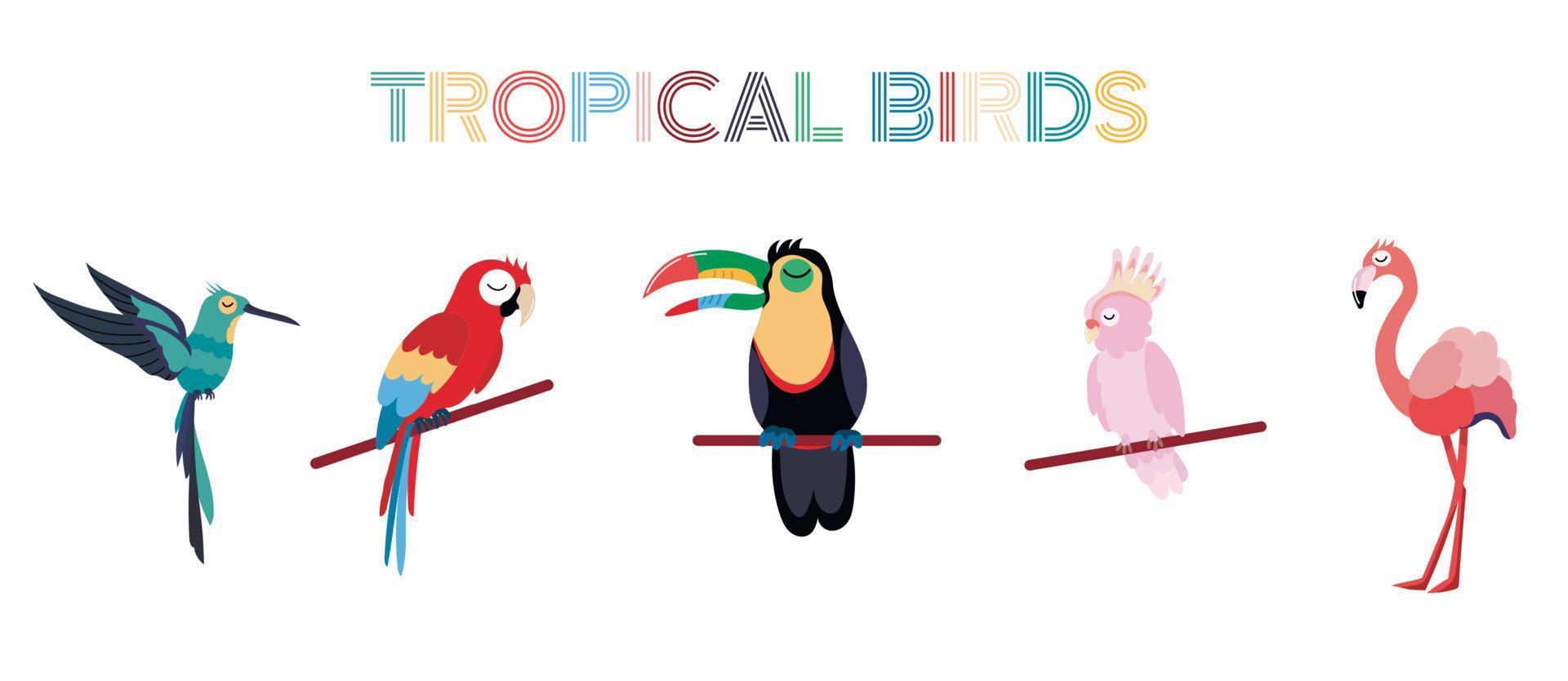 conjunto de pássaros tropicais, incluindo papagaio ara, cacatua rosa, flamingo, tucano, beija-flor. coleção de pássaros exóticos em fundo branco. ilustração vetorial plana. vetor