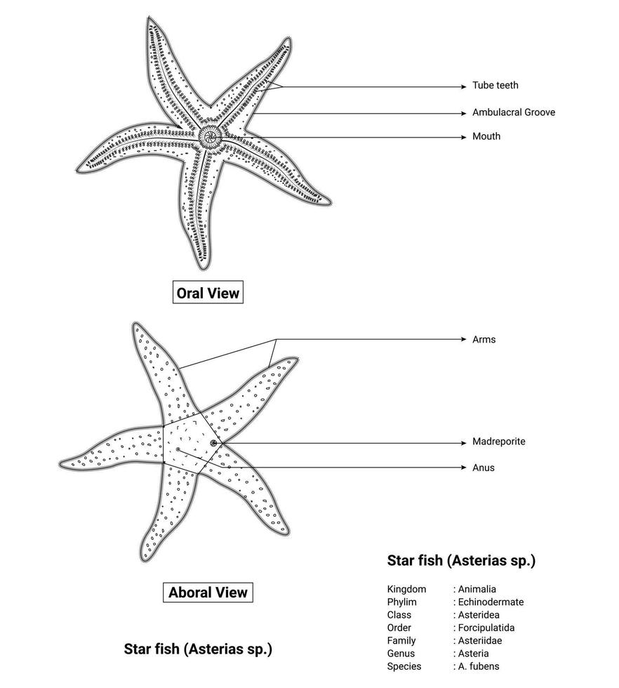 visão oral e visão aboral design de contorno de peixe estrela vetor