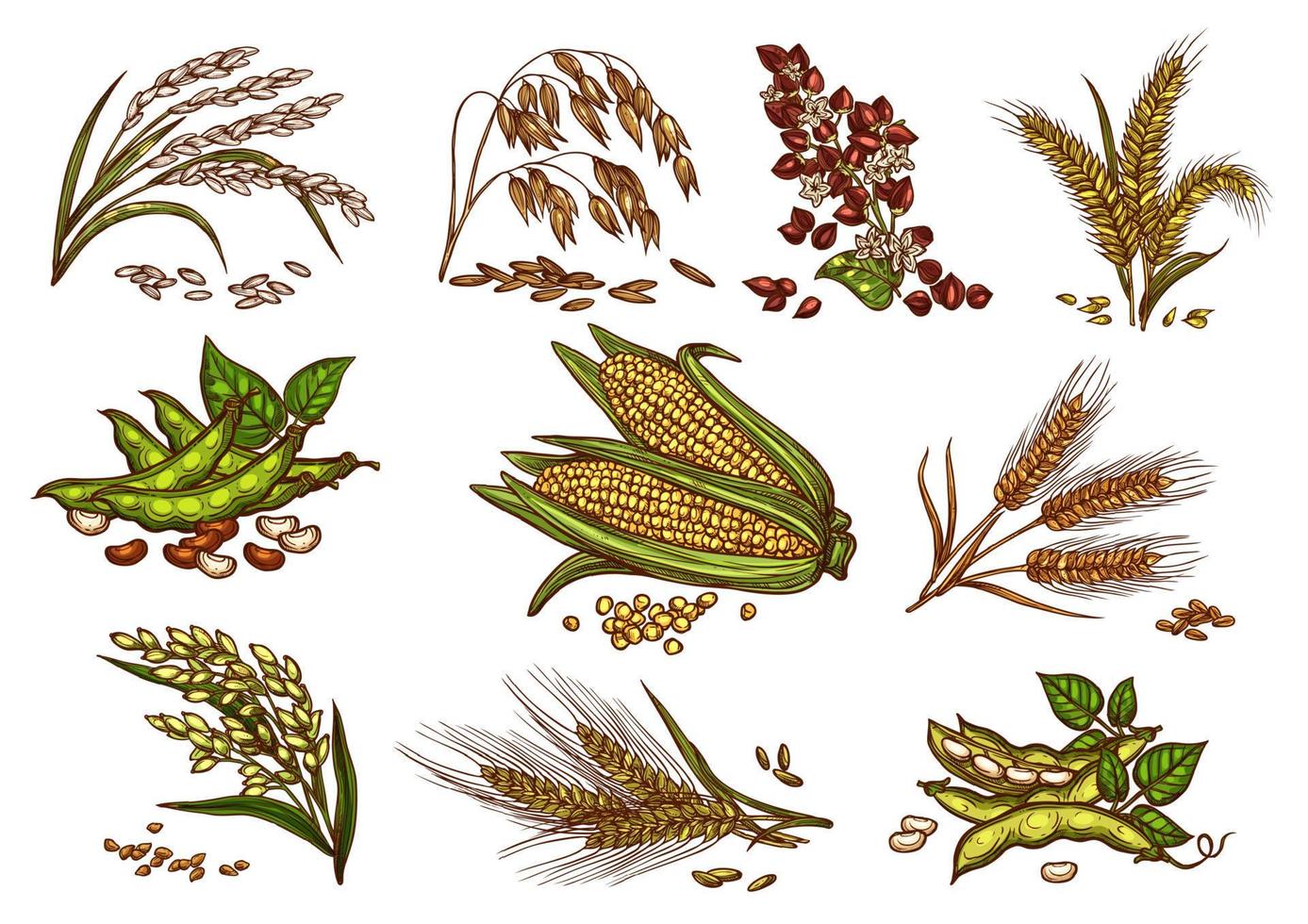 ícones isolados do vetor de grãos e cereais
