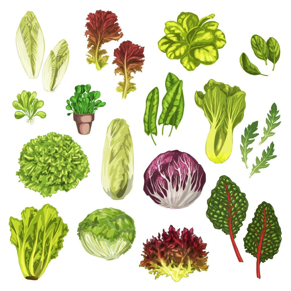 verduras vegetais, folha de salada, conjunto de aquarela de ervas vetor