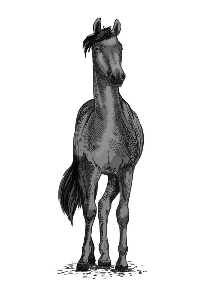 cavalo selvagem preto ou símbolo de vetor de trotador