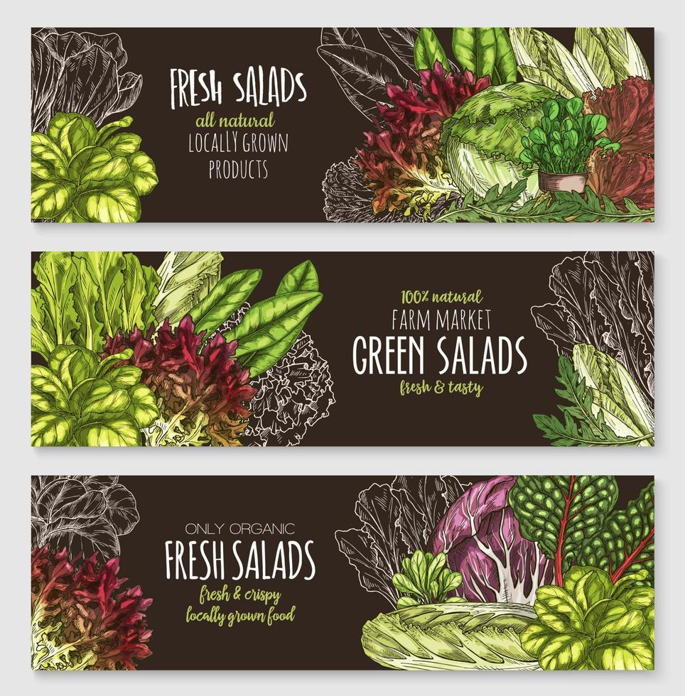 conjunto de banners de vetor de saladas e vegetais folhosos