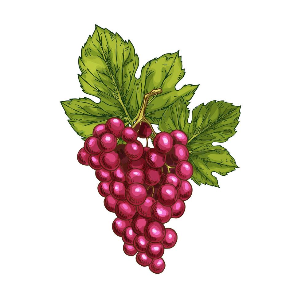 desenho de vetor de uva vermelha baga de fruta isolada
