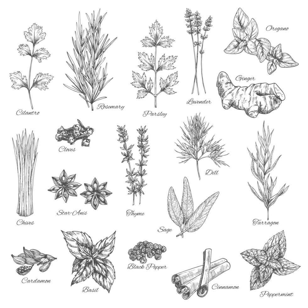 ícones de esboço de vetor de especiarias e ervas