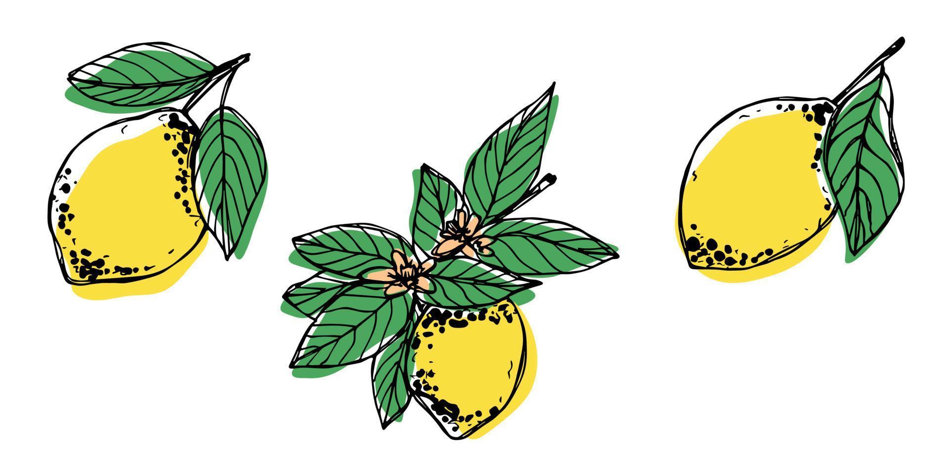 vector clipart de limão. conjunto de citrinos desenhados à mão. ilustração de frutas. para impressão, web, design, decoração