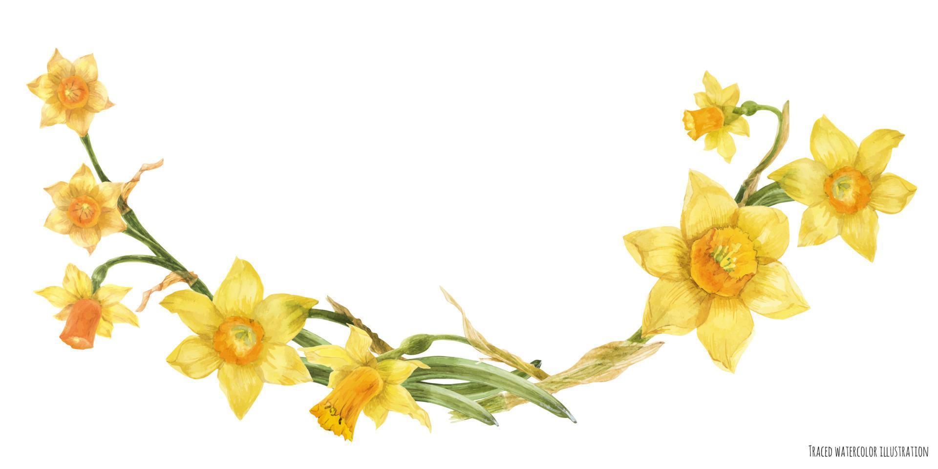 arco decorativo em aquarela com flores amarelas de narciso vetor