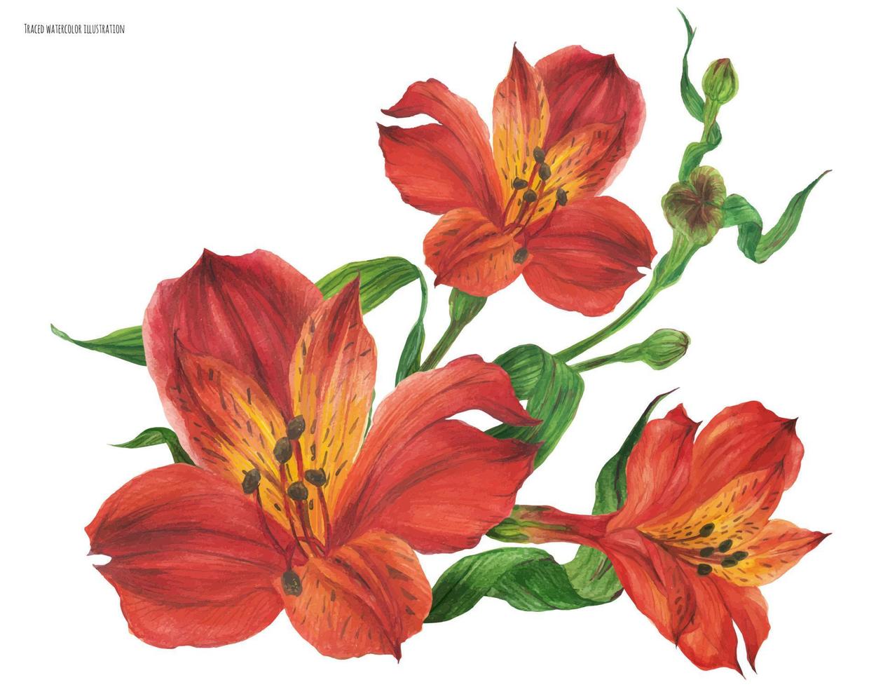 buquê de corpete com flores de alstroemeria vermelhas vetor