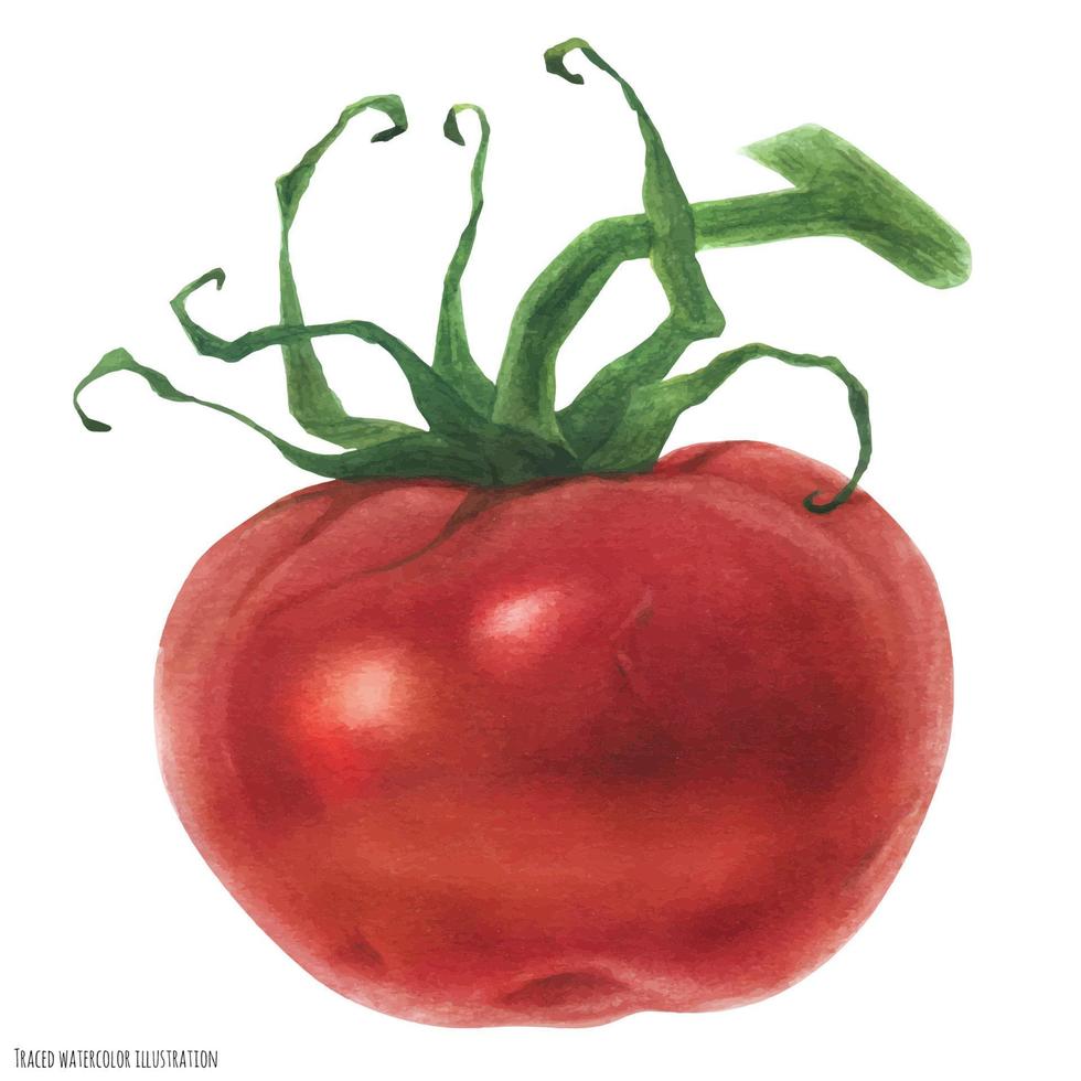 tomate vermelho fresco, aquarela vetor