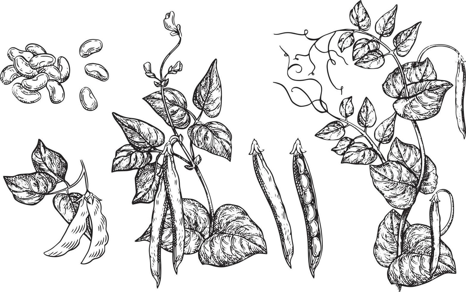 ilustração vetorial cacho de uvas para vinho com folha - símbolo, elemento de design de pacote, padrão ornamental abstrato sobre fundo branco. vetor