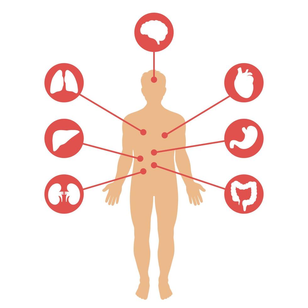 pôster médico representando órgãos internos de anatomia humana vetor