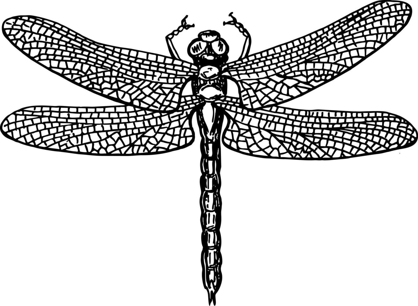 esboço preto e branco de libélula com ilustração vetorial de asas delicadas vetor