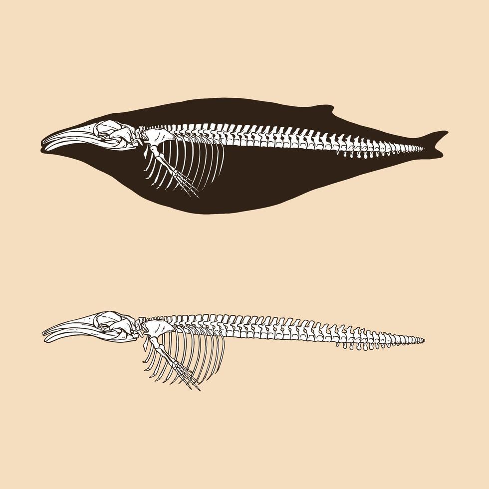 ilustração em vetor esqueleto baleia jubarte