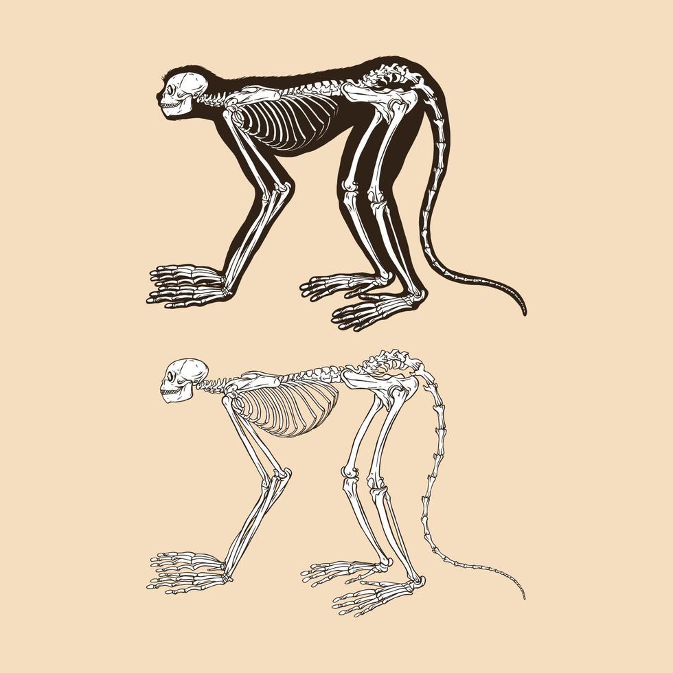 ilustração vetorial de macaco esqueleto vetor