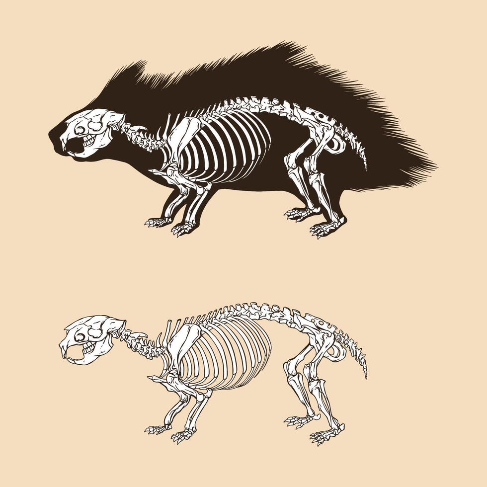 ilustração vetorial de esqueleto de porco-espinho vetor