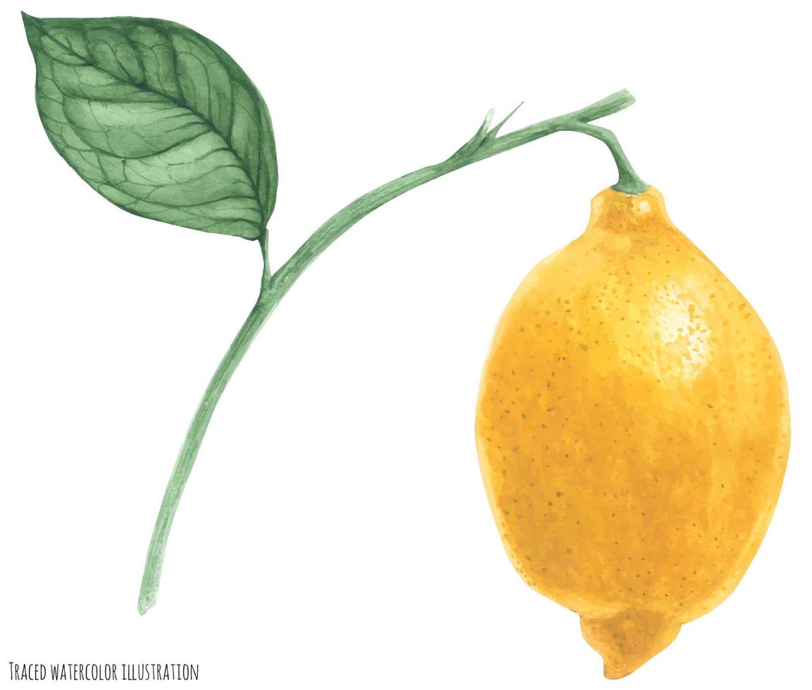ramo de limão com frutas vetor