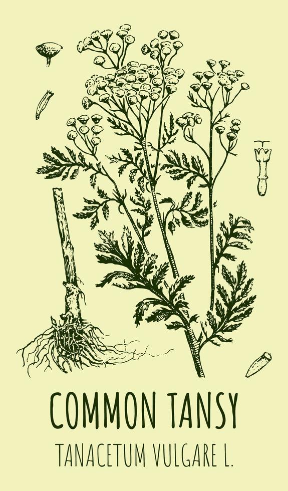 desenhos vetoriais de tansy comum. ilustração desenhada à mão. nome latino tanacetum vulgare l. vetor