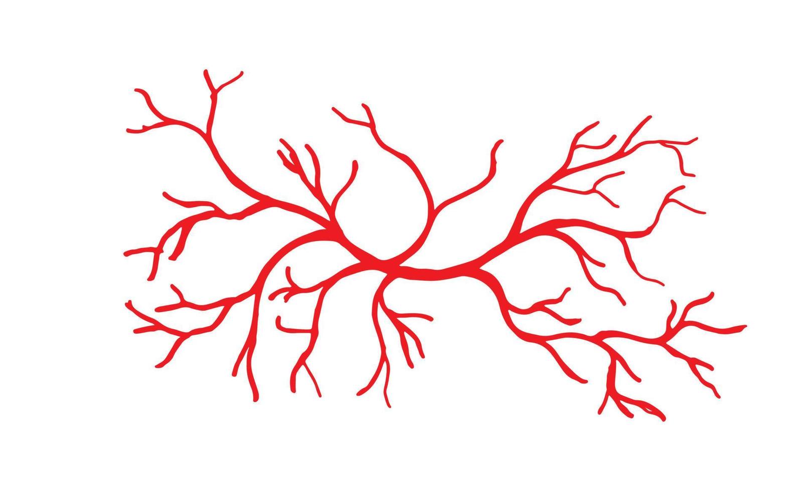 ilustração de veias e artérias humanas vetor