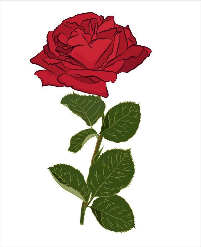 lindo buquê de rosa vermelha, isolado no fundo branco. silhueta botânica de flor. cor de estilização plana vetor