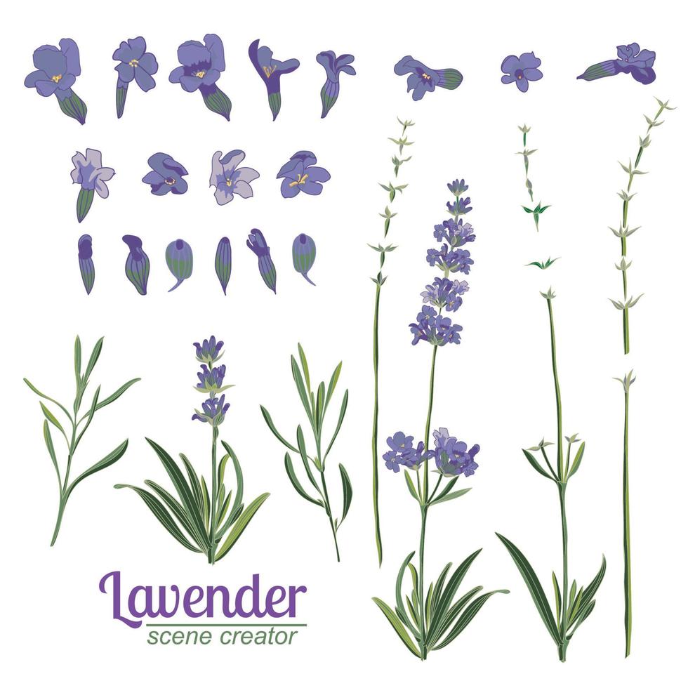 flor de lavanda em fundo branco. ilustração vetorial vintage colorida vetor