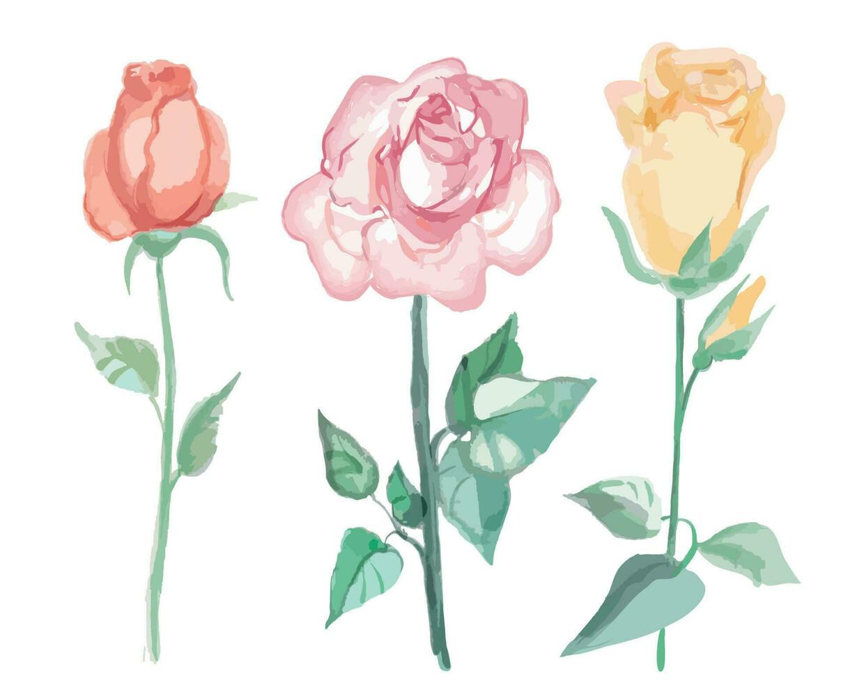 conjunto de rosas em aquarela de cor diferente vetor