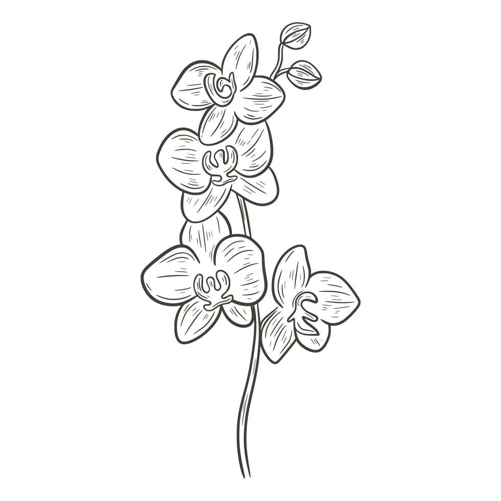 ilustração em vetor isolado de esboço monocromático de ramo de orquídea florescendo