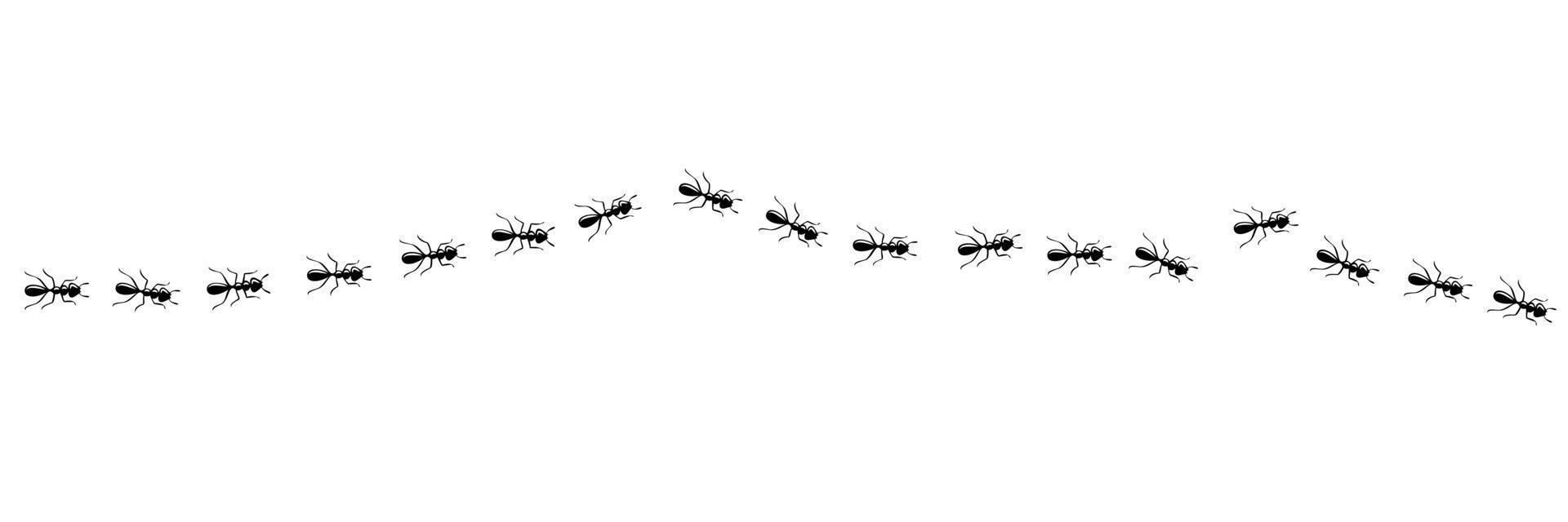 formigas marchando na trilha. caminho de formiga isolado no fundo branco. ilustração vetorial vetor