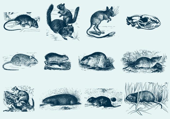 Ilustrações de roedor azul vetor