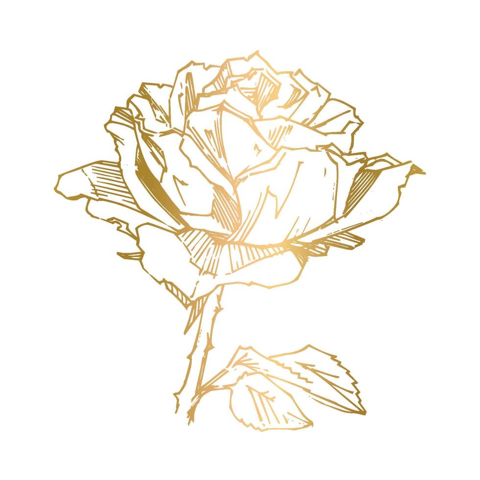 rosa desenhada à mão. ilustração vetorial. estilo de tatuagem vintage rosa. esboço de motivo de flor para design. ilustração de tinta isolada. vetor