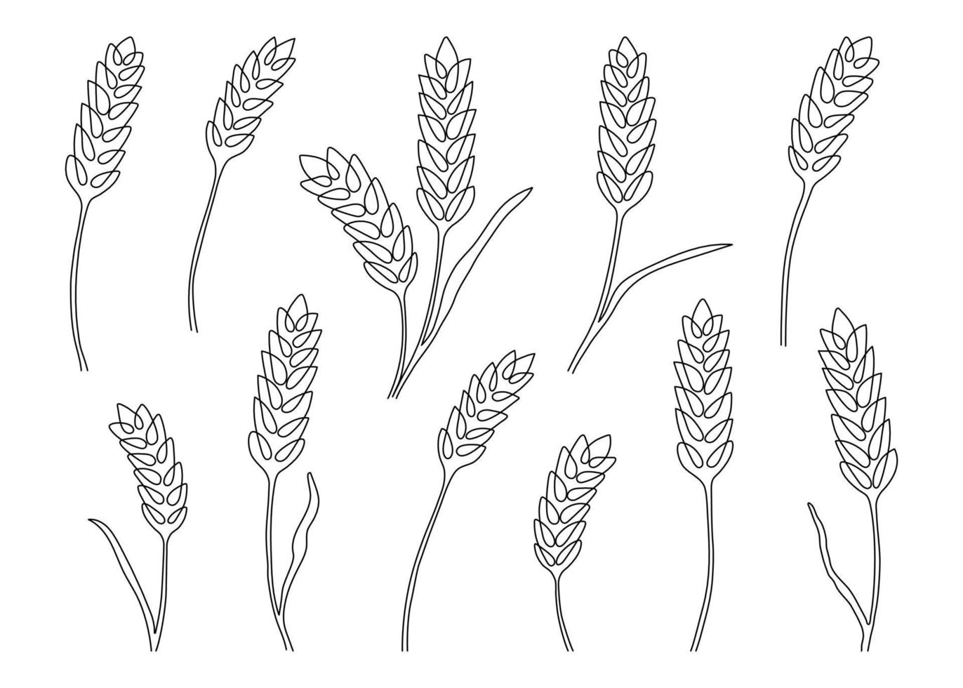 espiga de grão de trigo, conjunto de natureza, desenho de linha de arte contínua. esboço linear de trigo, cevada, arroz, milho, espiga de aveia e grãos. planta spica de contorno para agricultura, produtos de cereais, padaria. vetor