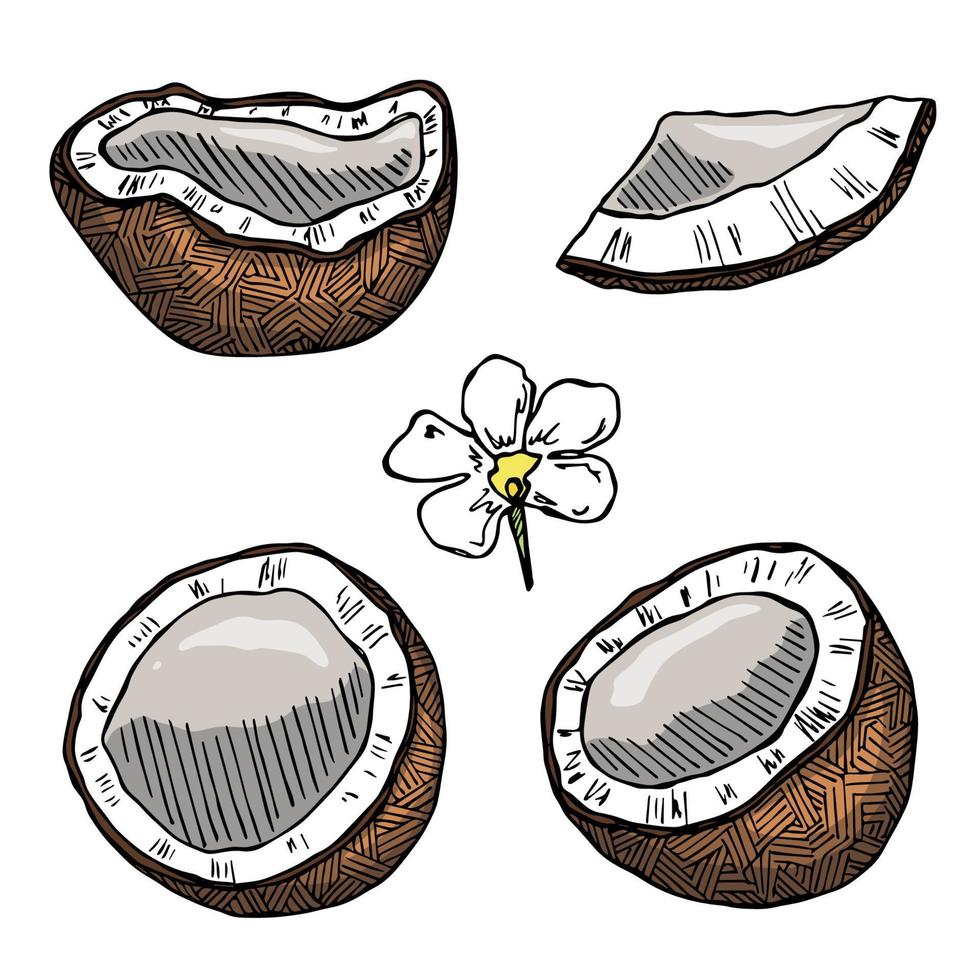 conjunto de cliparts de coco. ícone de porca desenhada de mão. ilustração tropical. para impressão, web, design, decoração vetor