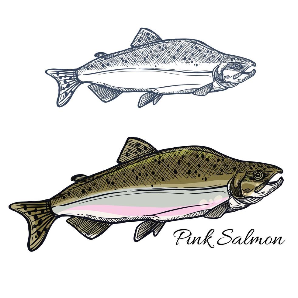 esboço de peixe salmão para frutos do mar e design de pesca vetor