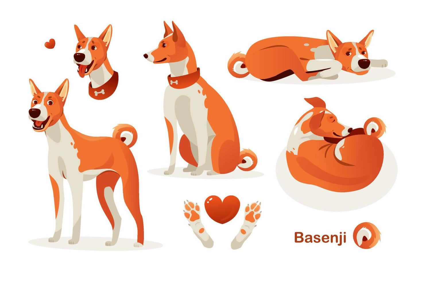 poses de cachorro basenji. ilustração vetorial de desenho animado vetor