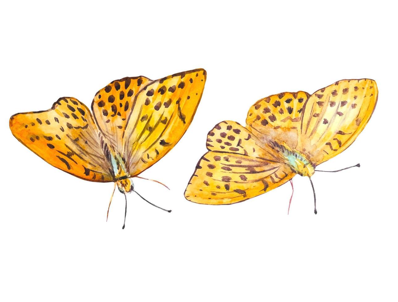 borboletas em aquarela laranja vetor