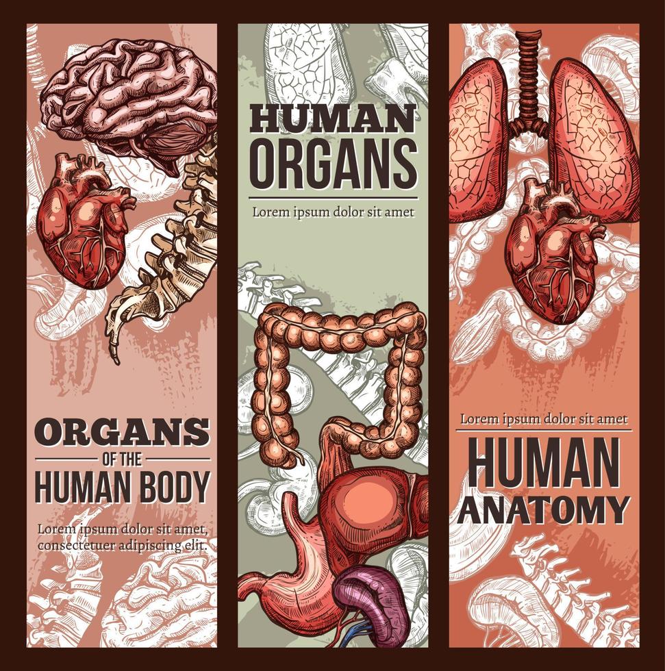 cartaz de anatomia de esboço de vetor de órgãos humanos