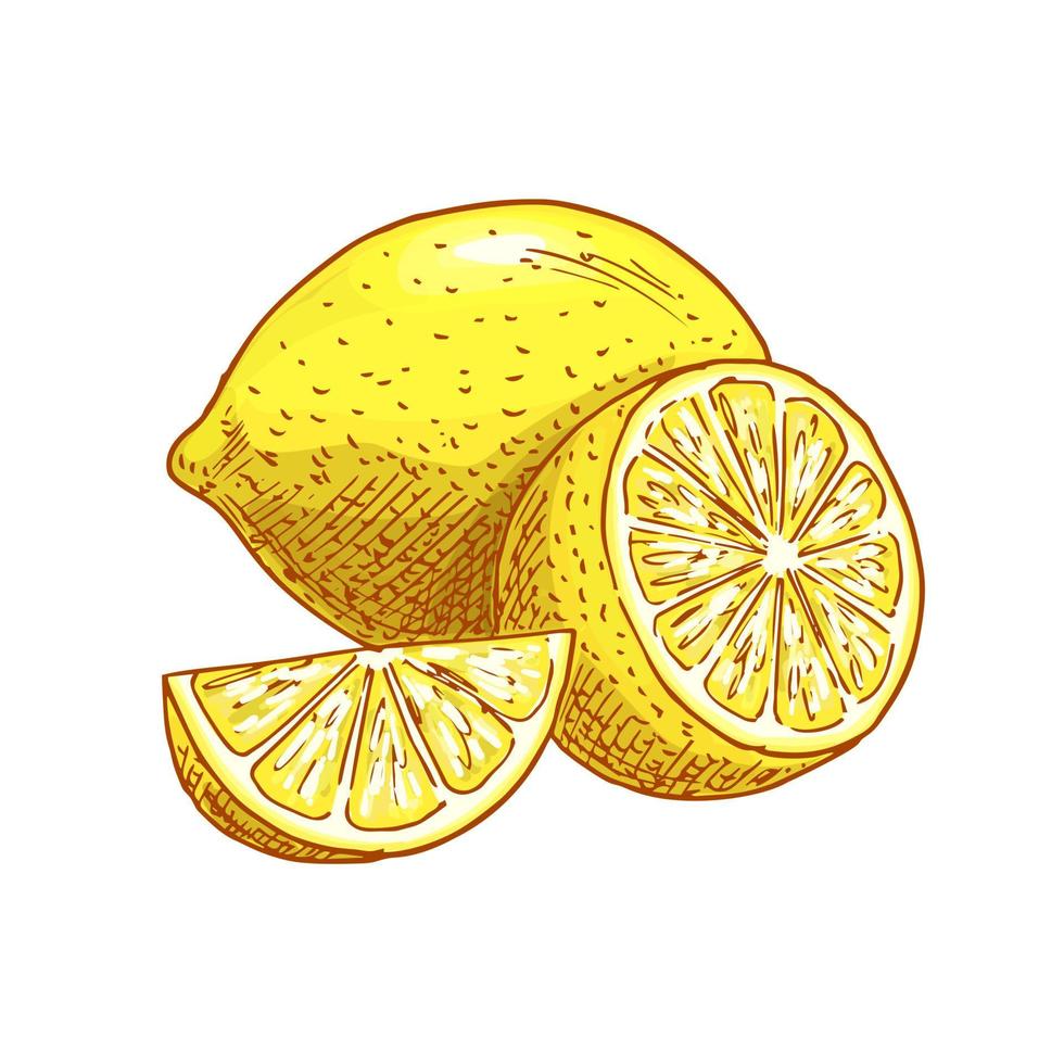 ícone de esboço de vetor fatiado de frutas de limão