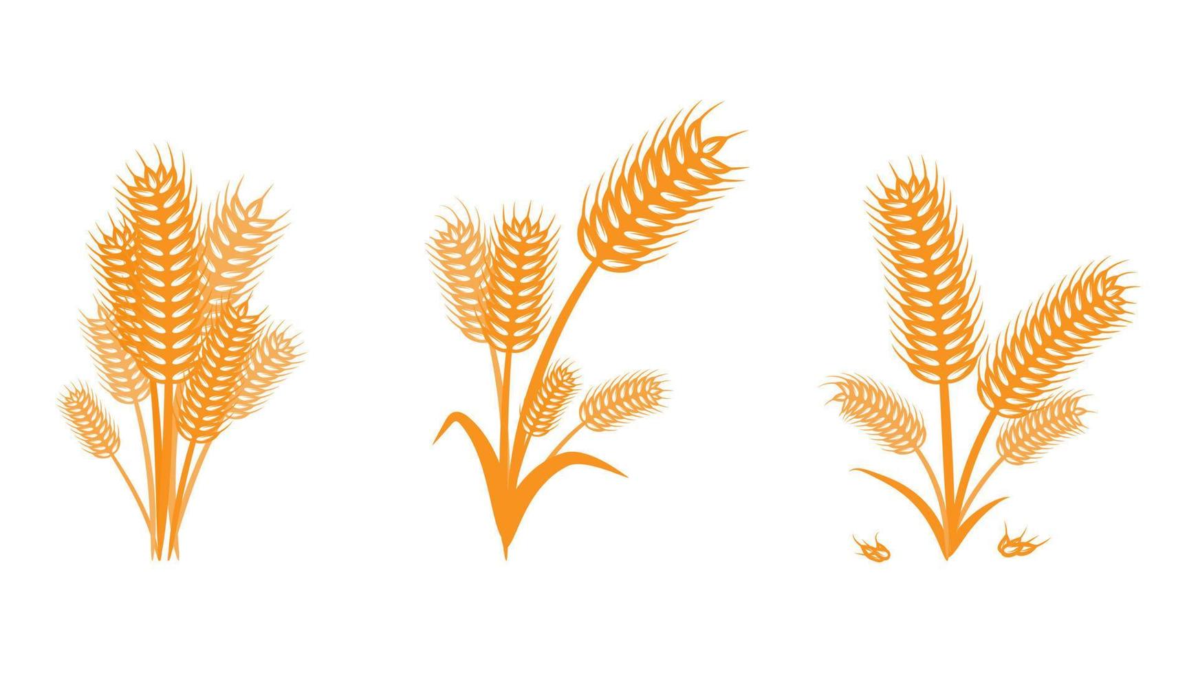 design de logotipo de trigo em estilo abstrato, símbolo de sinal orgânico. vetor