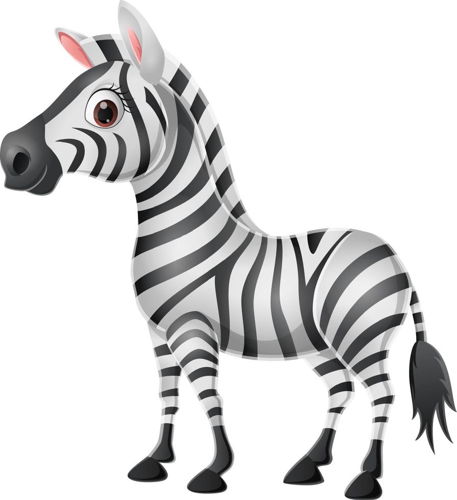 zebra bebê fofo no fundo branco vetor