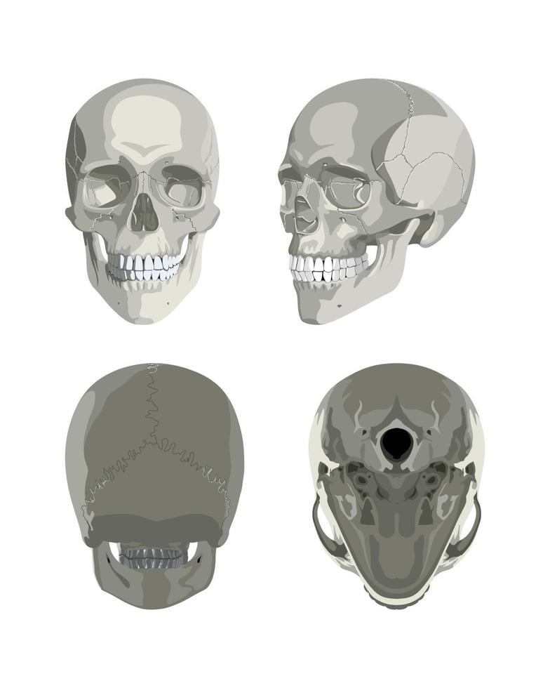 crânio em diferentes projeções vetor