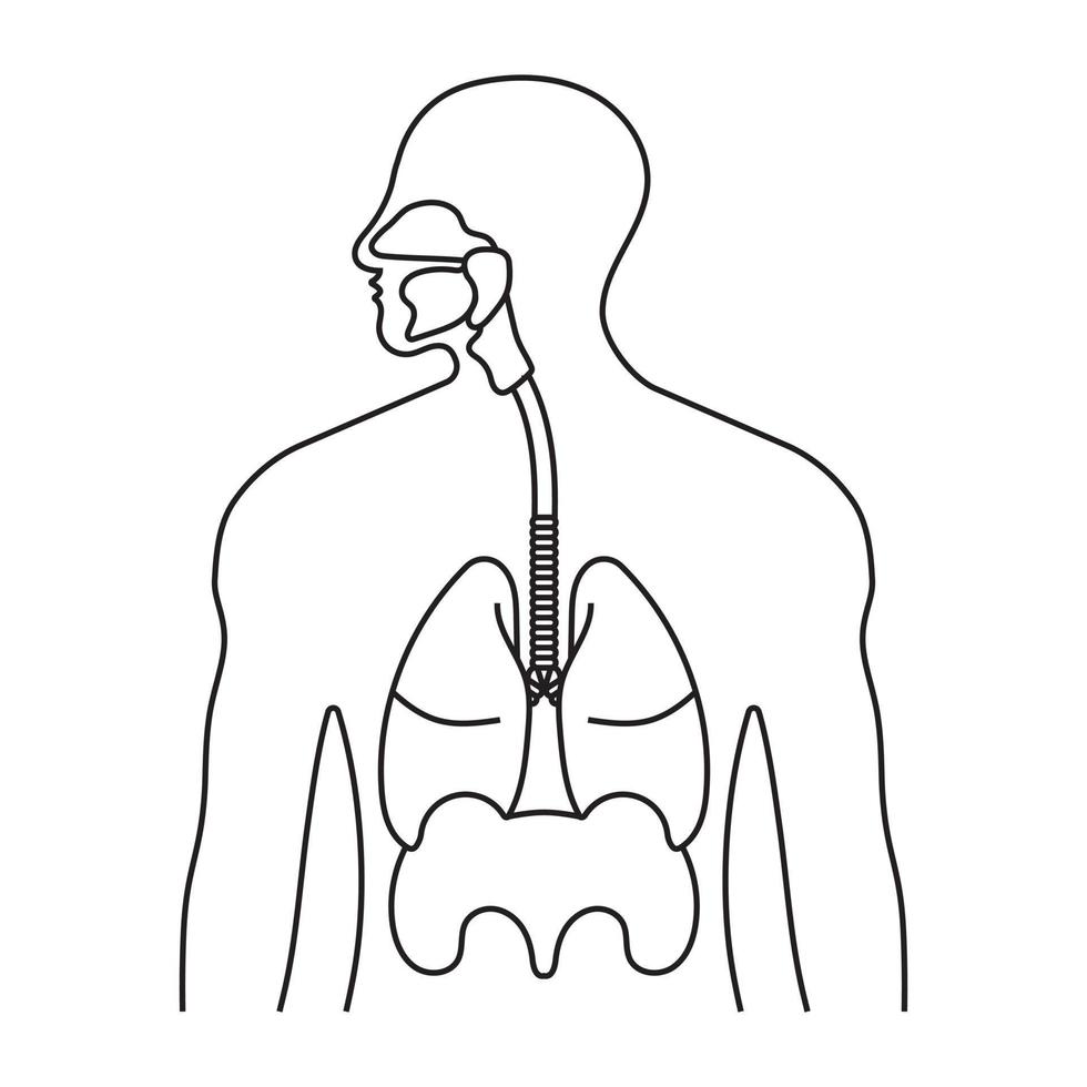 sistema respiratório humano ou ícone de vetor de arte de linha do trato respiratório para aplicativos e sites