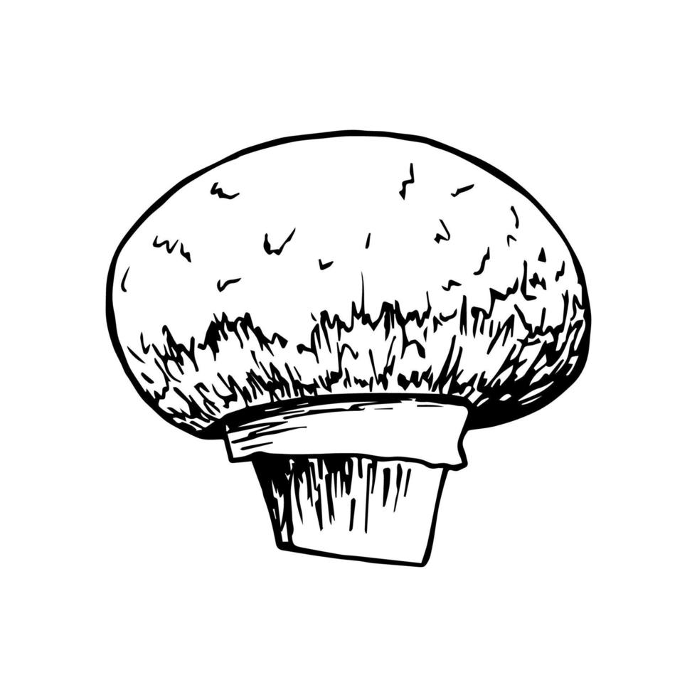 cogumelo champignon isolado no fundo branco. desenho vetorial realista em contorno preto. para receitas, menu. produtos ecológicos crescentes. vetor