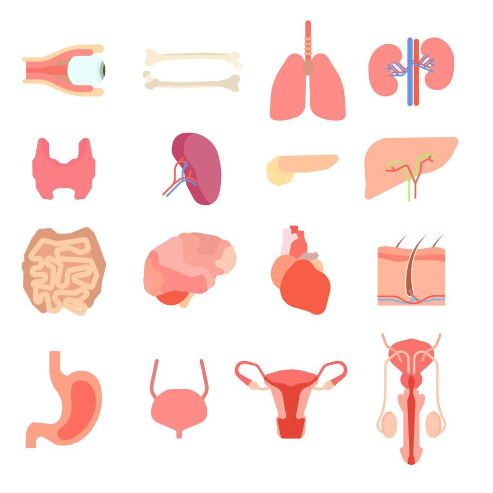 definir órgãos humanos internos dos desenhos animados. personagens de anatomia de medicina hepática. design médico de saúde de órgãos e fisiologia do corpo caráter renal. ilustração vetorial. vetor