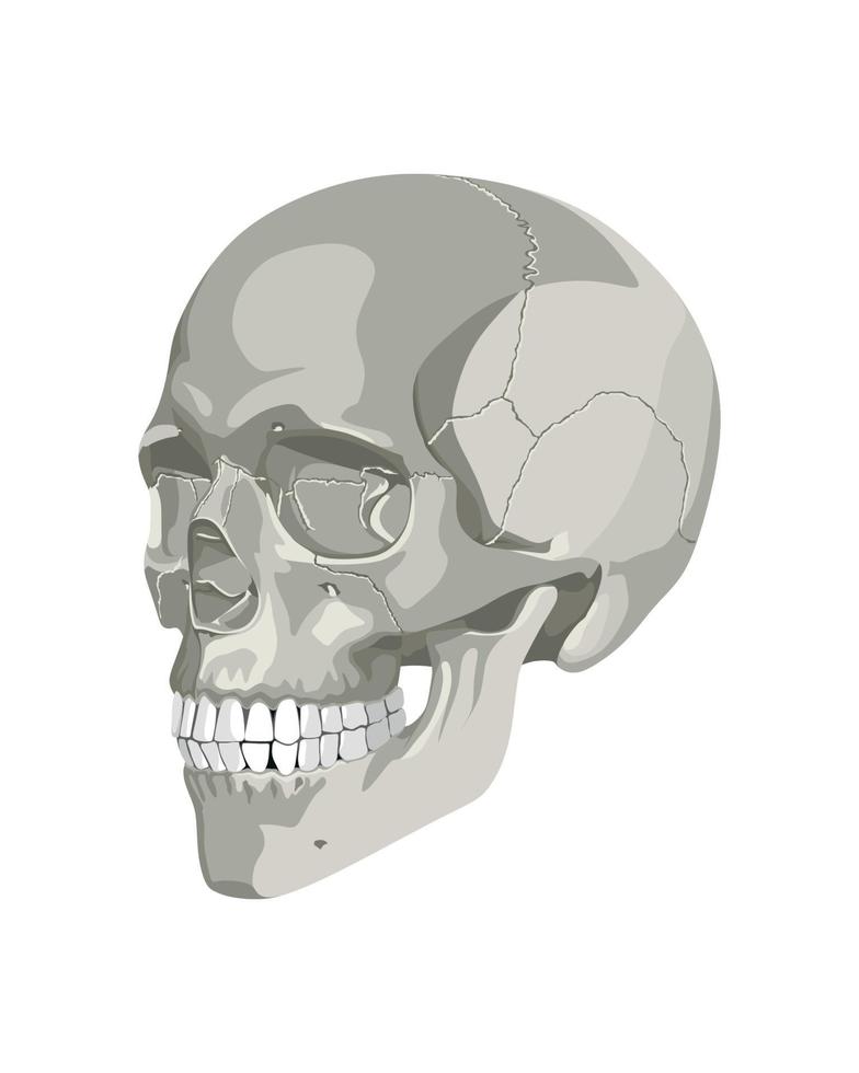 crânio em diferentes projeções vetor
