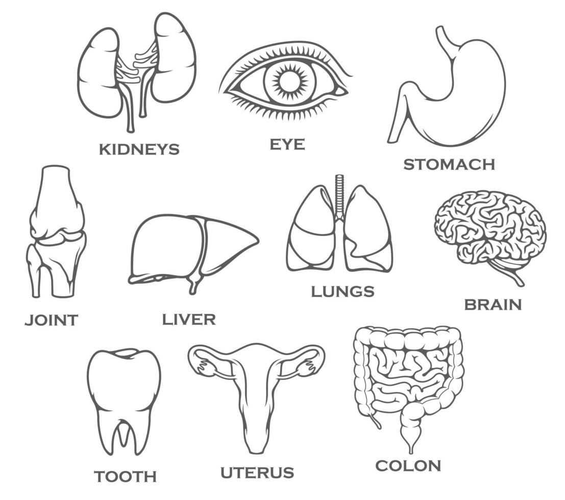 órgãos humanos e ícones vetoriais de peças de articulações do corpo vetor