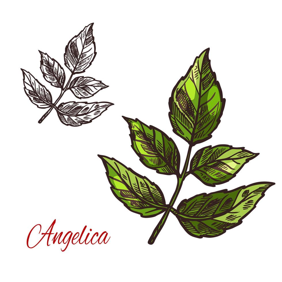 ícone de planta de esboço de vetor de erva de especiarias angélica